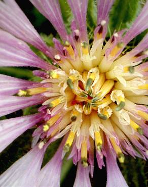 Fotografia 5 da espécie Centaurea pullata no Jardim Botânico UTAD