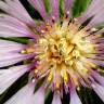 Fotografia 5 da espécie Centaurea pullata do Jardim Botânico UTAD