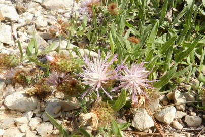 Fotografia da espécie Centaurea pullata