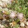 Fotografia 6 da espécie Centaurea pullata do Jardim Botânico UTAD