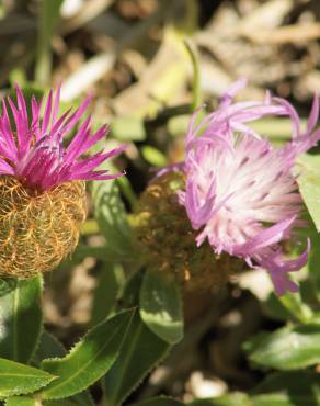 Fotografia 7 da espécie Centaurea pullata no Jardim Botânico UTAD