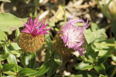 Fotografia da espécie Centaurea pullata