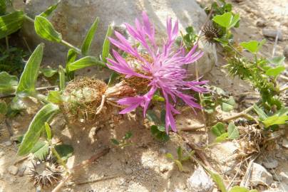 Fotografia da espécie Centaurea pullata