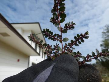 Fotografia da espécie Chamaesyce prostrata