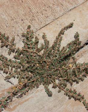 Fotografia 4 da espécie Chamaesyce prostrata no Jardim Botânico UTAD