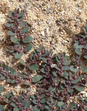 Fotografia 5 da espécie Chamaesyce prostrata no Jardim Botânico UTAD