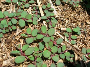 Fotografia da espécie Chamaesyce prostrata