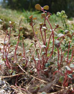 Fotografia 9 da espécie Chamaesyce prostrata no Jardim Botânico UTAD