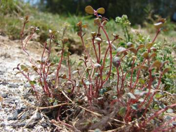 Fotografia da espécie Chamaesyce prostrata