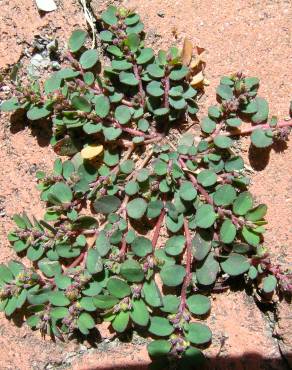 Fotografia 11 da espécie Chamaesyce prostrata no Jardim Botânico UTAD