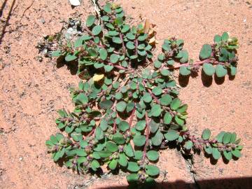 Fotografia da espécie Chamaesyce prostrata