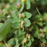 Fotografia 1 da espécie Chamaesyce prostrata do Jardim Botânico UTAD