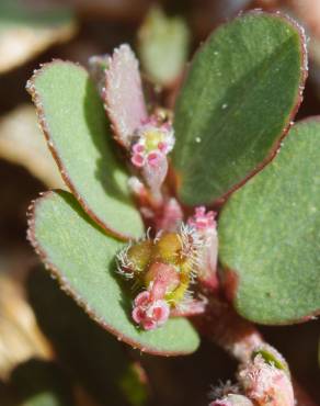 Fotografia 13 da espécie Chamaesyce prostrata no Jardim Botânico UTAD