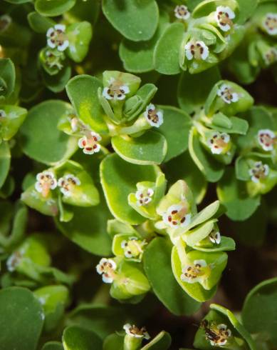 Fotografia de capa Chamaesyce serpens - do Jardim Botânico