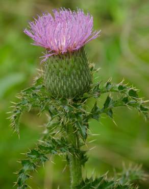 Fotografia 7 da espécie Cirsium vulgare no Jardim Botânico UTAD