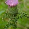 Fotografia 7 da espécie Cirsium vulgare do Jardim Botânico UTAD