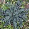 Fotografia 8 da espécie Cirsium vulgare do Jardim Botânico UTAD