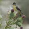 Fotografia 9 da espécie Cirsium vulgare do Jardim Botânico UTAD