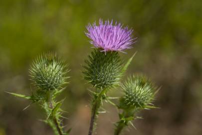 Fotografia da espécie Cirsium vulgare