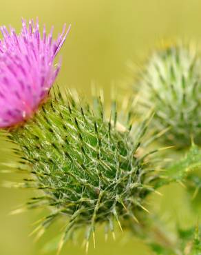 Fotografia 11 da espécie Cirsium vulgare no Jardim Botânico UTAD