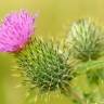 Fotografia 11 da espécie Cirsium vulgare do Jardim Botânico UTAD