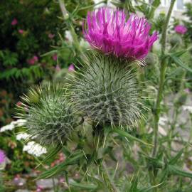 Fotografia da espécie Cirsium vulgare