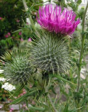 Fotografia 12 da espécie Cirsium vulgare no Jardim Botânico UTAD