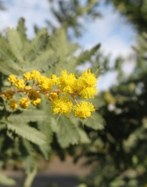 Fotografia 10 da espécie Acacia baileyana no Jardim Botânico UTAD