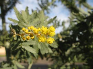 Fotografia da espécie Acacia baileyana