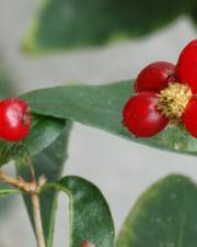 Fotografia da espécie Lonicera periclymenum