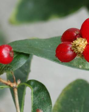 Fotografia 1 da espécie Lonicera periclymenum subesp. hispanica no Jardim Botânico UTAD