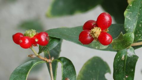 Fotografia da espécie Lonicera periclymenum subesp. hispanica