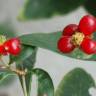 Fotografia 1 da espécie Lonicera periclymenum subesp. hispanica do Jardim Botânico UTAD