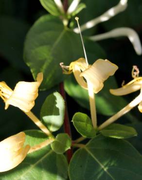 Fotografia 2 da espécie Lonicera periclymenum subesp. hispanica no Jardim Botânico UTAD