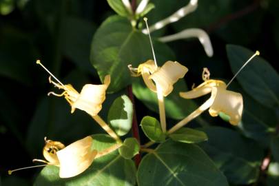 Fotografia da espécie Lonicera periclymenum subesp. hispanica