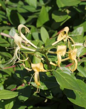 Fotografia 3 da espécie Lonicera periclymenum subesp. hispanica no Jardim Botânico UTAD