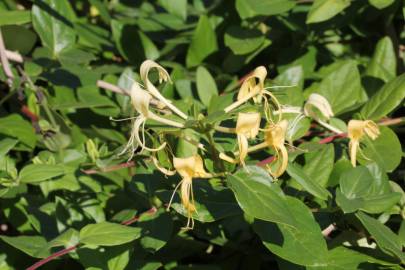 Fotografia da espécie Lonicera periclymenum subesp. hispanica