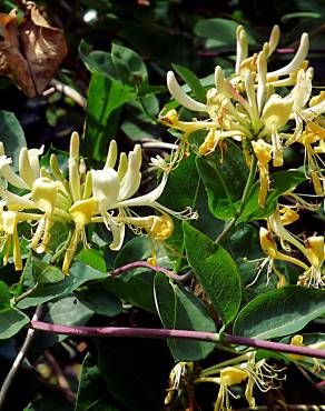 Fotografia 4 da espécie Lonicera periclymenum subesp. hispanica no Jardim Botânico UTAD