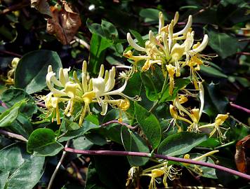 Fotografia da espécie Lonicera periclymenum subesp. hispanica