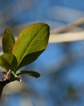 Fotografia 5 da espécie Lonicera periclymenum subesp. hispanica no Jardim Botânico UTAD