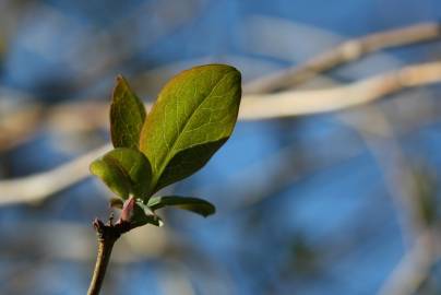 Fotografia da espécie Lonicera periclymenum subesp. hispanica