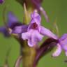 Fotografia 5 da espécie Gymnadenia conopsea do Jardim Botânico UTAD