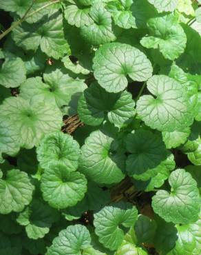 Fotografia 3 da espécie Glechoma hederacea no Jardim Botânico UTAD