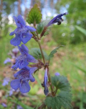 Fotografia 4 da espécie Glechoma hederacea no Jardim Botânico UTAD