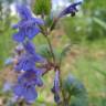 Fotografia 4 da espécie Glechoma hederacea do Jardim Botânico UTAD