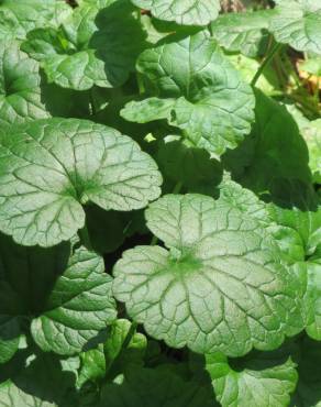 Fotografia 5 da espécie Glechoma hederacea no Jardim Botânico UTAD