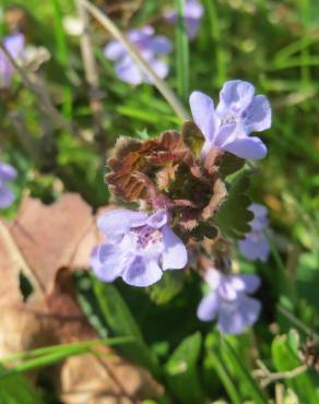 Fotografia 6 da espécie Glechoma hederacea no Jardim Botânico UTAD