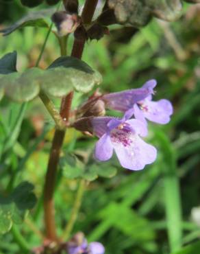 Fotografia 8 da espécie Glechoma hederacea no Jardim Botânico UTAD