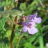 Fotografia 8 da espécie Glechoma hederacea do Jardim Botânico UTAD