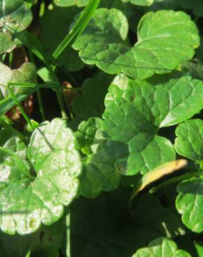 Fotografia 10 da espécie Glechoma hederacea no Jardim Botânico UTAD